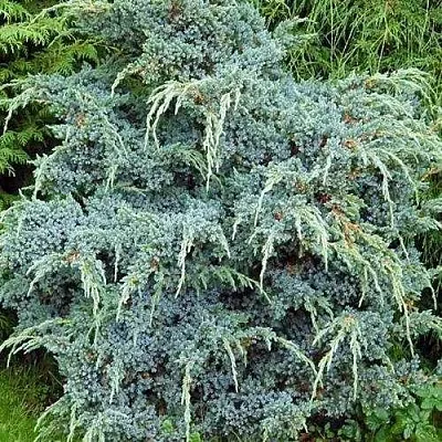 Можжевельник БЛЮ АЛЬПС китайский  Можжевельник БЛЮ АЛЬПС китайский в Ярославле