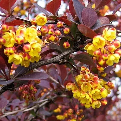 Барбарис СУПЕРБА оттавский   Барбарис СУПЕРБА оттавский  в Ярославле