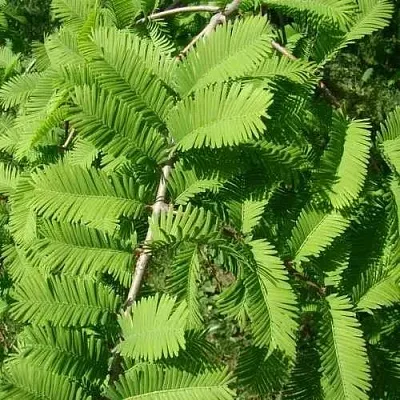 Метасеквойя  ГЛИПТОСТРОБОИДНАЯ   Метасеквойя  ГЛИПТОСТРОБОИДНАЯ  в Ярославле