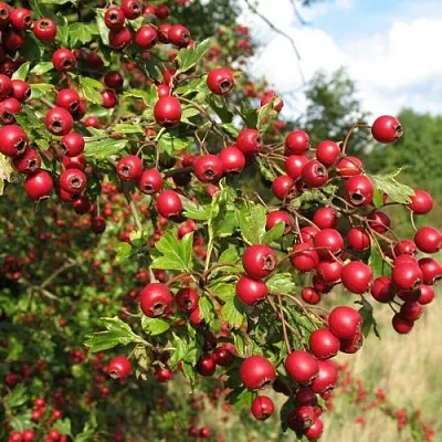 Боярышник ЗБИГНЕВ  Боярышник ЗБИГНЕВ в Ярославле