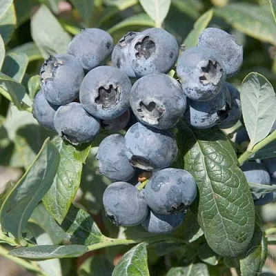 Голубика БРИГИТТА  Голубика БРИГИТТА в Ярославле