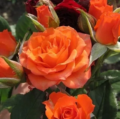 Саженцы роз АЛЕГРИЯ спрей  Саженцы роз АЛЕГРИЯ спрей в Ярославле