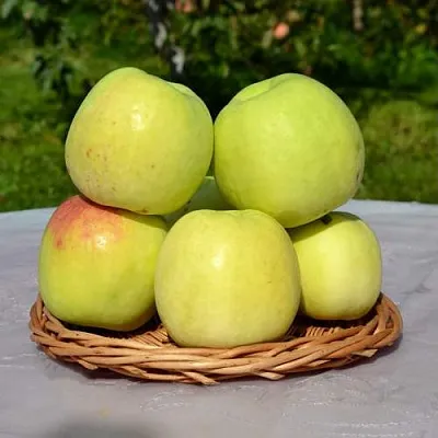Яблоня БИРСКОЕ ГРУШЕВОЕ (БИЧИК)  Яблоня БИРСКОЕ ГРУШЕВОЕ (БИЧИК) в Ярославле