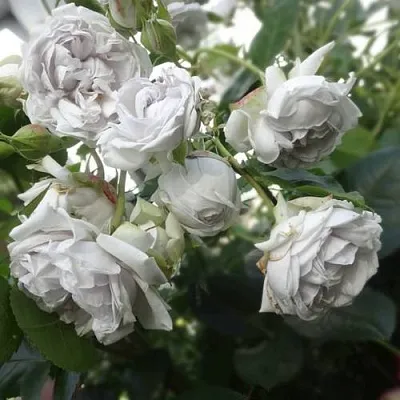 Саженцы роз ГРИЗЕЛИС шраб в Ярославле