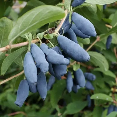 Жимолость съедобная ТОМИ японская  Жимолость съедобная ТОМИ японская в Ярославле