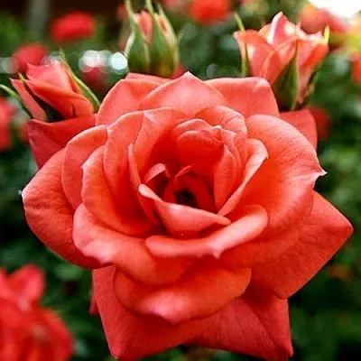 Ремонтантные гибриды Ремонтантные гибриды в Ярославле