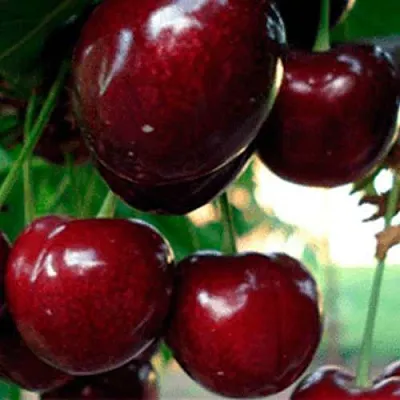 Черешня ВАСИЛИСА  Черешня ВАСИЛИСА в Ярославле