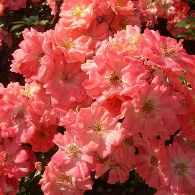 Почвопокровная Почвопокровная в Ярославле