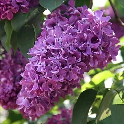 Сирень КАПИТАН ГАСТЕЛЛО в Ярославле