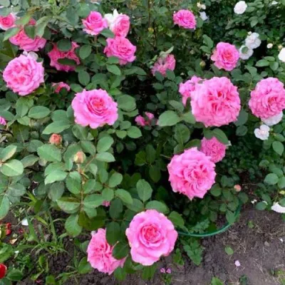 Саженцы роз ЭШЛИ чайно-гибридная — описание сорта Саженцы роз ЭШЛИ чайно-гибридная в Ярославле