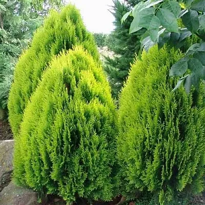Туя восточная в Ярославле