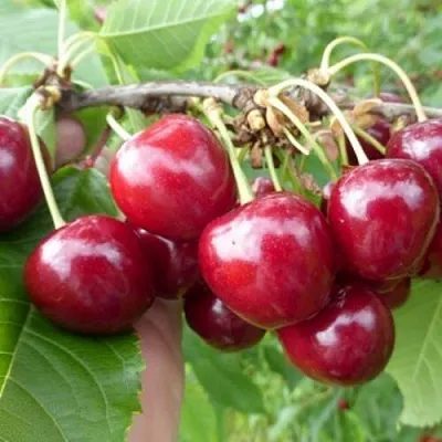 Вишня КОЛОННОВИДНАЯ  Вишня КОЛОННОВИДНАЯ в Ярославле