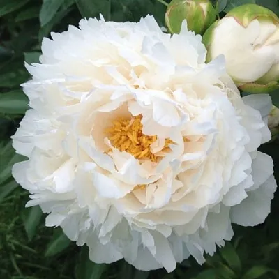 саженцы пиона саженцы пиона