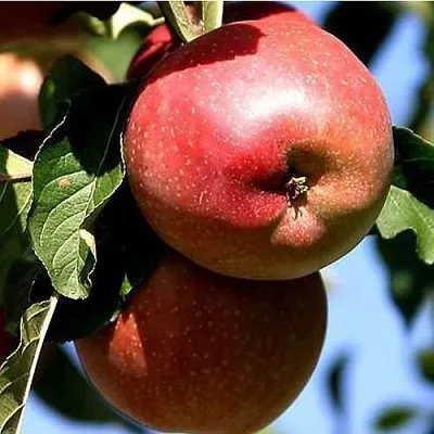 Яблоня АНТЕЙ КИЕВСКИЙ колонновидная  Яблоня АНТЕЙ КИЕВСКИЙ колонновидная в Ярославле