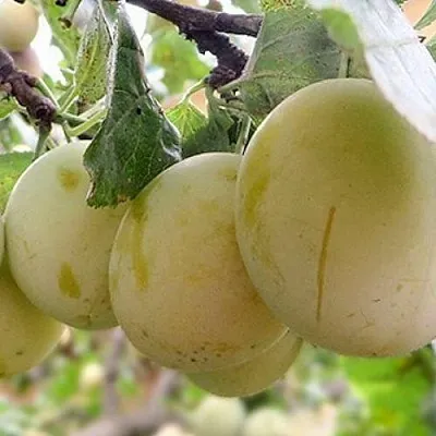 Слива УТРО  Слива УТРО в Ярославле