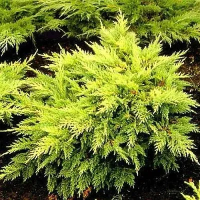 Можжевельник МОРДИГАН ГОЛД средний  Можжевельник МОРДИГАН ГОЛД средний в Ярославле
