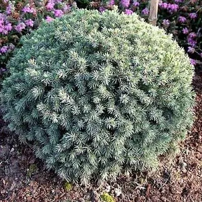 Ель ЭХИНИФОРМИС сизая  Ель ЭХИНИФОРМИС сизая в Ярославле