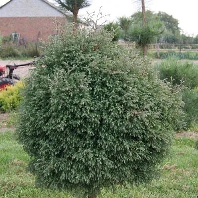 Туя вересковидная в Ярославле