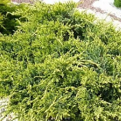 Можжевельник ГОЛД СТАР средний  Можжевельник ГОЛД СТАР средний в Ярославле