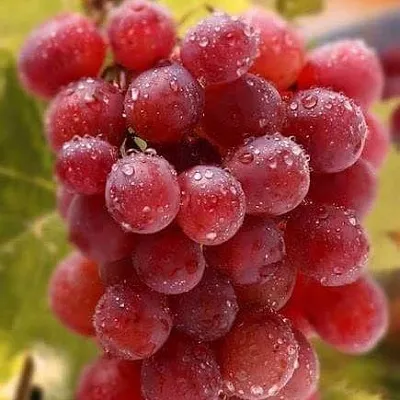 Ранние сорта  Ранние сорта в Ярославле