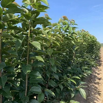 Саженцы оптом  Саженцы оптом в Ярославле