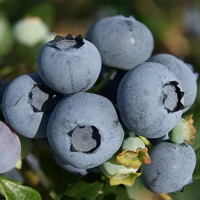 Высокорослые сорта   Высокорослые сорта  в Ярославле