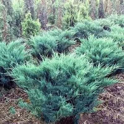 Можжевельник БЛЮ ДАНУБ казацкий  Можжевельник БЛЮ ДАНУБ казацкий в Ярославле