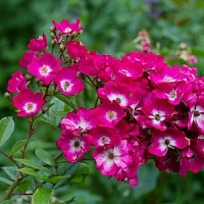 Саженцы роз МАРДЖОРИ ФЕЙР полиантовая  Саженцы роз МАРДЖОРИ ФЕЙР полиантовая в Ярославле