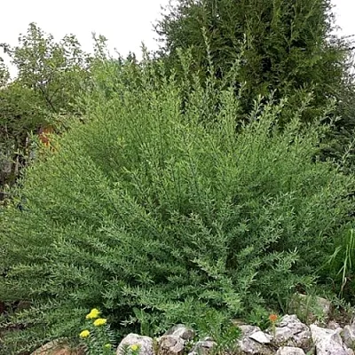 Ива НАНА  пурпурная  в Ярославле