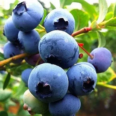 Низкорослые сорта   Низкорослые сорта  в Ярославле