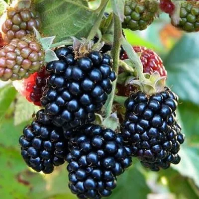 Ежевика ОУАЧИТА бесшипная — описание сорта Ежевика ОУАЧИТА бесшипная в Ярославле