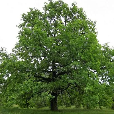 Дуб черешчатый  в Ярославле