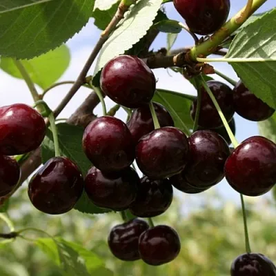 Вишня СВЕРДЛОВЧАНКА степная  Вишня СВЕРДЛОВЧАНКА степная в Ярославле