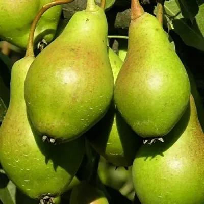 Груша АННУШКА  Груша АННУШКА в Ярославле