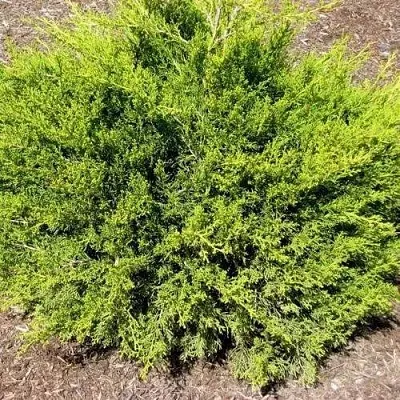 Можжевельник ИЗАБЕЛИН китайский  Можжевельник ИЗАБЕЛИН китайский в Ярославле
