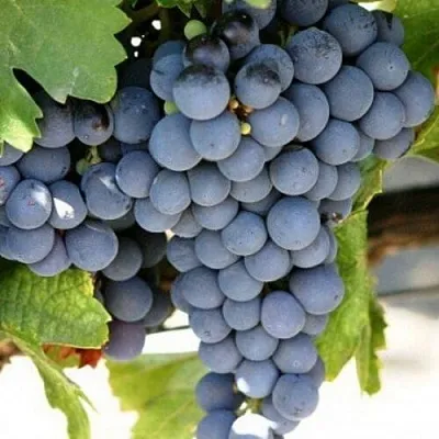 Виноград ЧЕСУРАН  Виноград ЧЕСУРАН в Ярославле