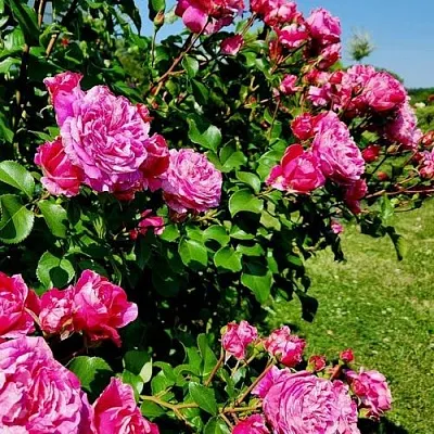 Саженцы роз ИНЕС САСТР плетистая в Ярославле