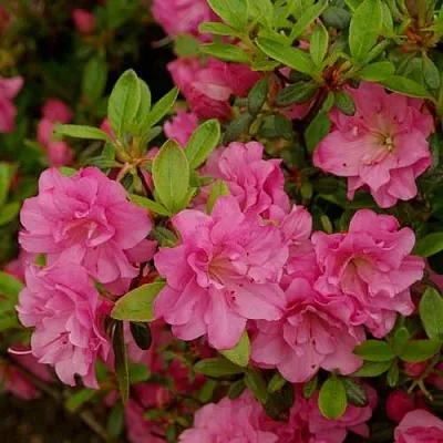 Азалия РОЗИНЕТТА японская  Азалия РОЗИНЕТТА японская в Ярославле