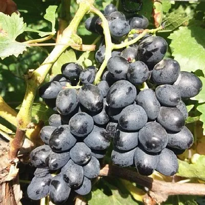 Виноград КИШМИШ АТТИКА  Виноград КИШМИШ АТТИКА в Ярославле