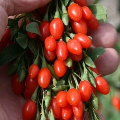 Годжи КОРЕАН БИГ — описание сорта Годжи КОРЕАН БИГ в Ярославле