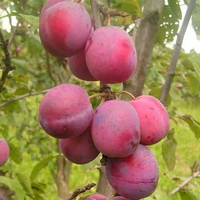 Слива ЭДИНБУРГСКАЯ  Слива ЭДИНБУРГСКАЯ в Ярославле