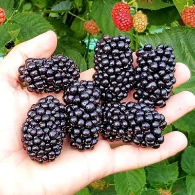 Ежевика ОУАЧИТА бесшипная — описание сорта Ежевика ОУАЧИТА бесшипная в Ярославле