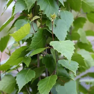 Береза ФАСТИГИАТА повислая  в Ярославле