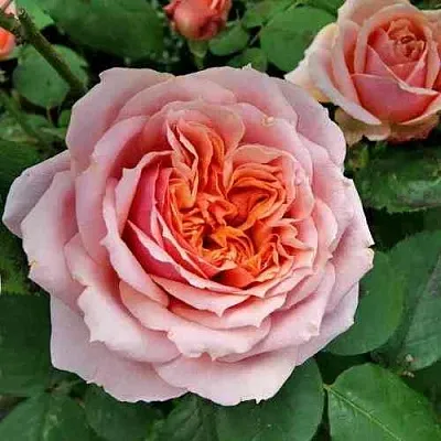 Саженцы роз ПОЛЬ БОКЮЗ шраб  Саженцы роз ПОЛЬ БОКЮЗ шраб в Ярославле