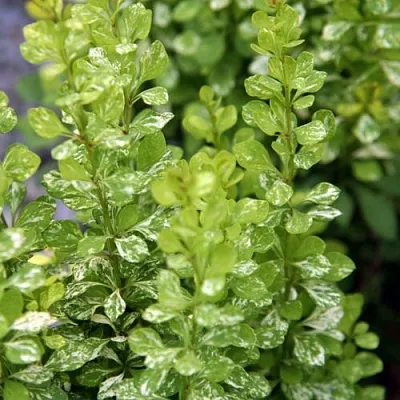 Барбарис ПАУ ВАУ тунберга  Барбарис ПАУ ВАУ тунберга в Ярославле