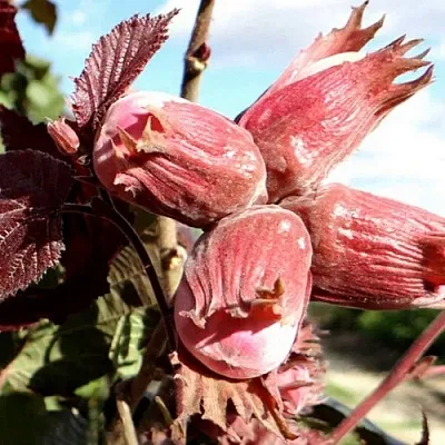 Фундук АЛЫЙ ПАРУС в Ярославле