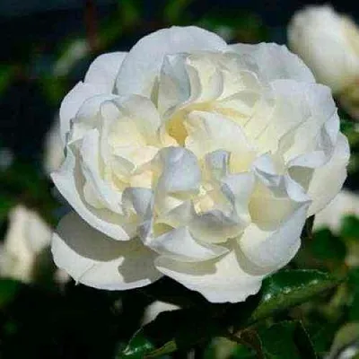 Саженцы роз ВАЙТ МЕЙДИЛАНД почвопокровная в Ярославле