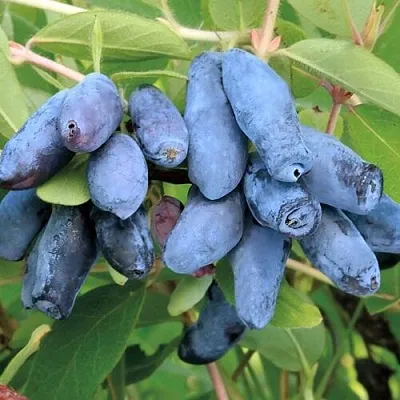 Жимолость съедобная ПАВЛОВСКАЯ  Жимолость съедобная ПАВЛОВСКАЯ в Ярославле