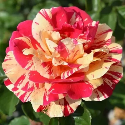 Саженцы роз ВАНИЛЛА ФРАЙЗ плетистая в Ярославле