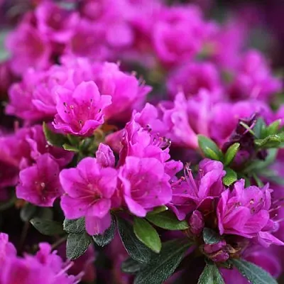 Азалия ХИРОКА японская  Азалия ХИРОКА японская в Ярославле